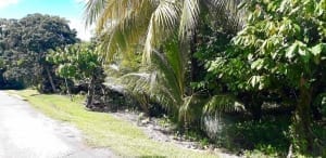 Agricultural land for sale in Trinidad