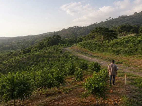 Man walking a dirt access road through cultivated agricultural land in Trinidad at sunrise, citrus rows on both sides